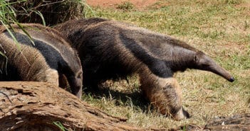 Anteater