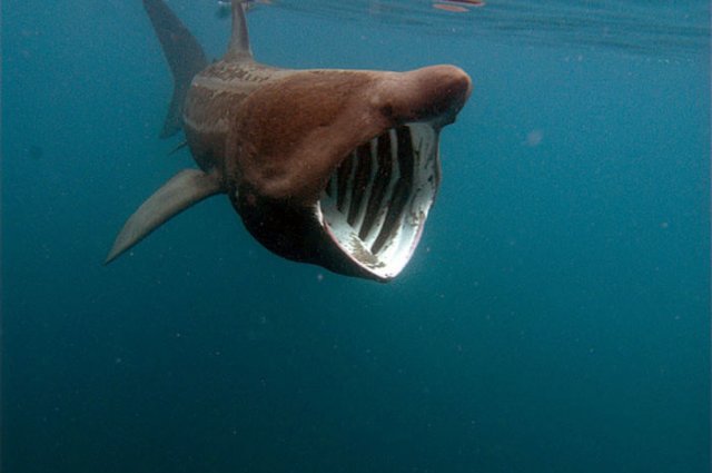 Basking Shark - Description, Habitat, Image, Diet, and Interesting Facts