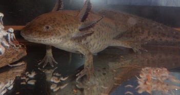 Axolotl