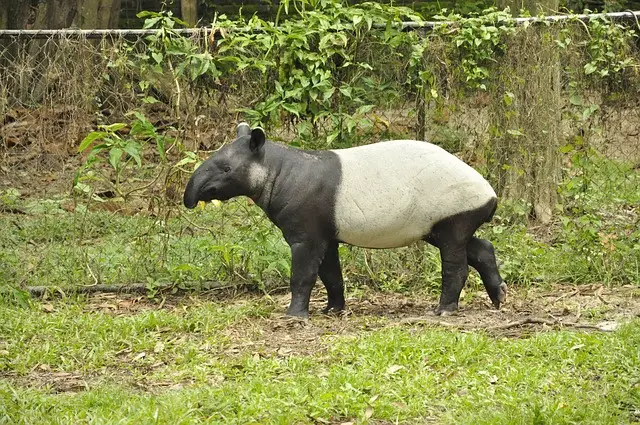 Malayan tapir fun facts