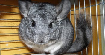 Chinchilla Grey Chinchilla