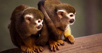 Squirrel Monkey