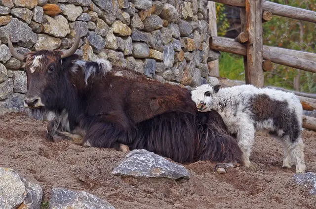 Yak - Description, Habitat, Image, Diet, and Interesting Facts