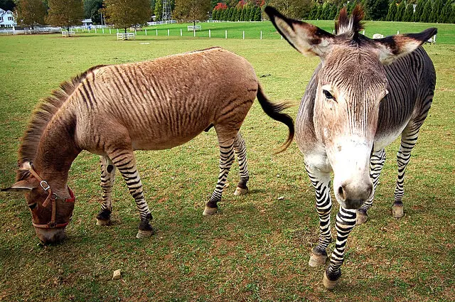 Zonkey - Description, Habitat, Image, Diet, and Interesting Facts