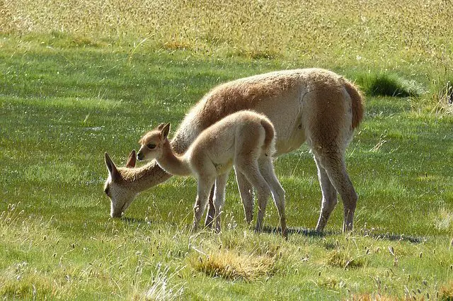 Llama - Description, Habitat, Image, Diet, And Interesting Facts