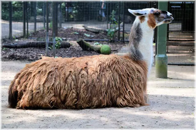 Llama - Description, Habitat, Image, Diet, And Interesting Facts