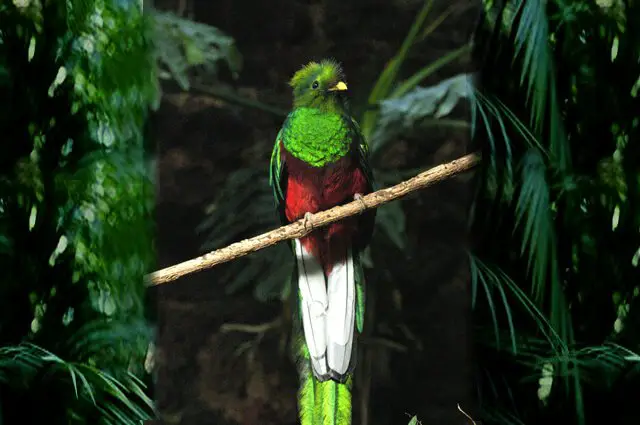 Quetzal Description Habitat Image Diet And Interesting Facts 