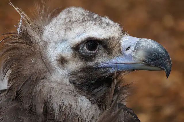 Vulture - Description, Habitat, Image, Diet, And Interesting Facts