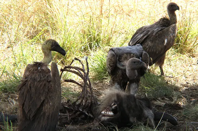 Vulture - Description, Habitat, Image, Diet, And Interesting Facts