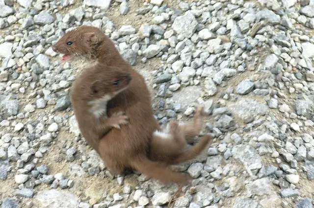 Weasel - Description, Habitat, Image, Diet, and Interesting Facts
