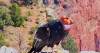 California Condor