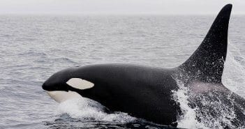 Killer Whale (Orca)