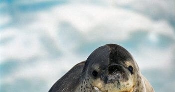 Leopard Seal