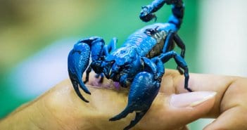 Scorpion