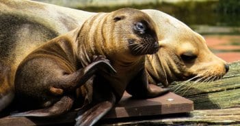 Sea Lion