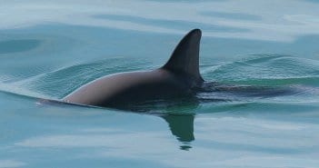 Vaquita