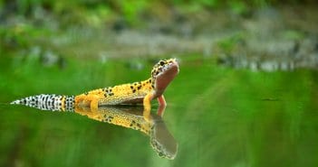Gecko