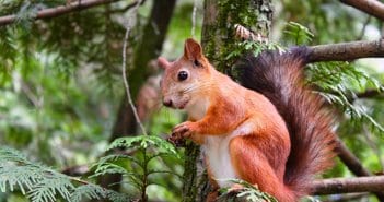 Squirrel