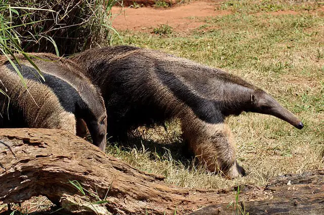 Anteater Descriptions, Habitats, Images, Diets, and Interesting Facts