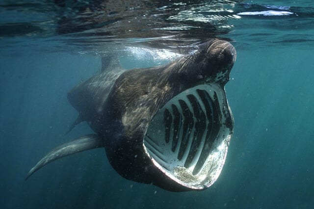 Basking Shark Description Habitat Image Diet And Interesting Facts 3508