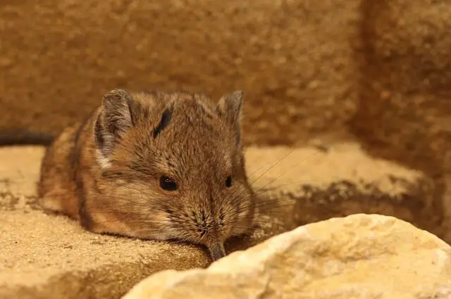 Elephant Shrew - Description, Habitat, Image, Diet, and Interesting Facts