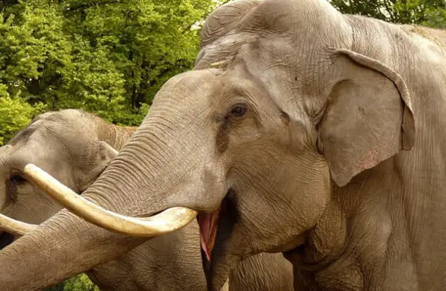 Взрослый индийский слон
