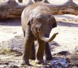 Baby Elephant At Waterhole