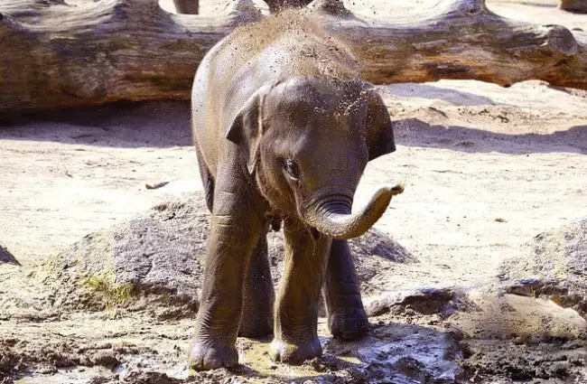 baby elephant at waterhole