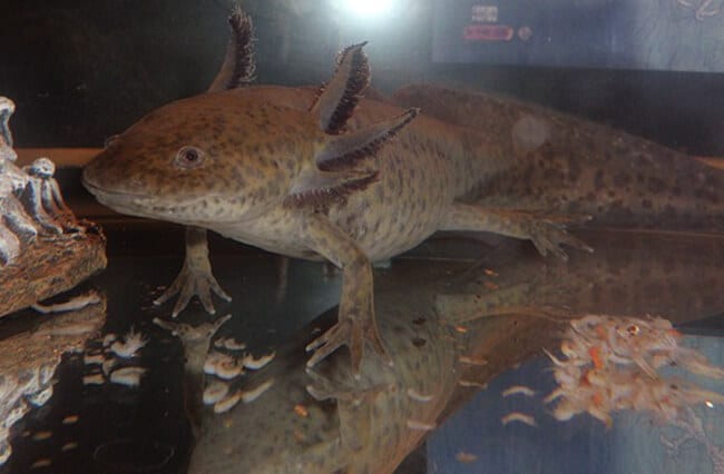 Axolotl Description Habitat Image Diet And Interesting Facts