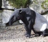 Tapir1
