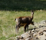 Mother Chamois And Her Calf