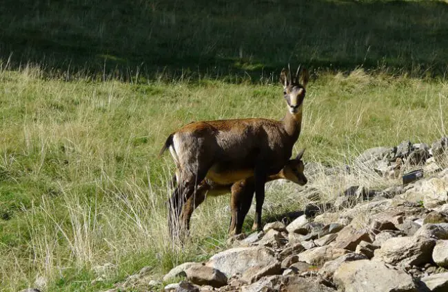 Mother chamois and her calf