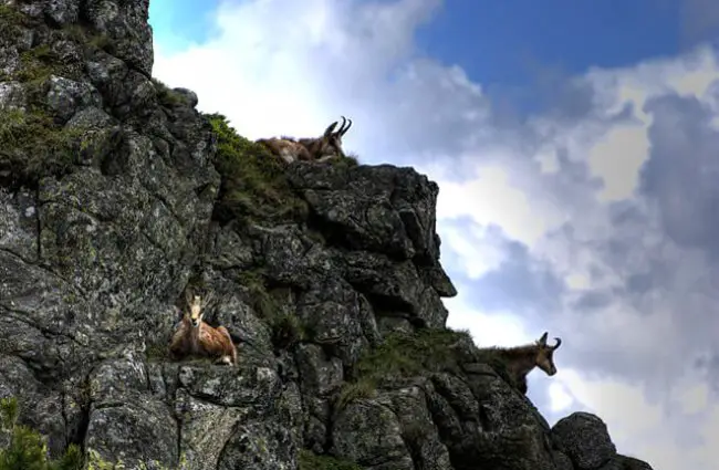 Chamois on their rocky perches