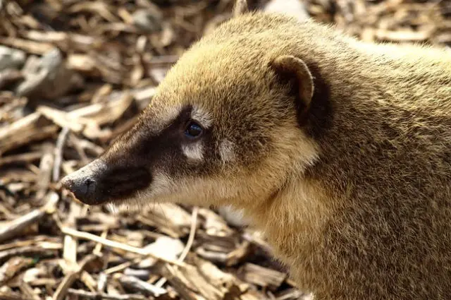 Coati - Description, Habitat, Image, Diet, and Interesting Facts