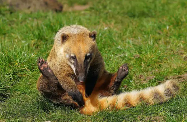 pet coatimundi