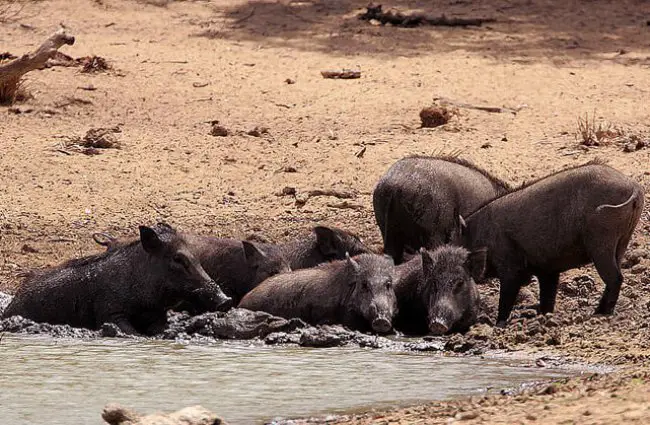 Wild Boar - Facts, Diet, Habitat & Pictures on