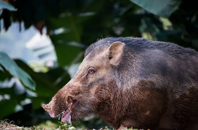 Wild Boar - Description, Habitat, Image, Diet, and Interesting Facts