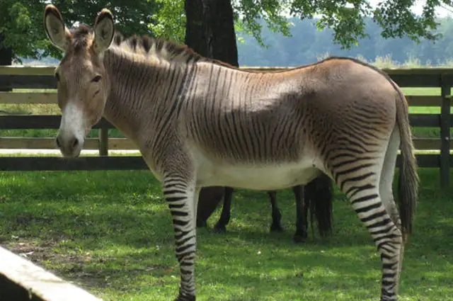 Zonkey - Description, Habitat, Image, Diet, and Interesting Facts