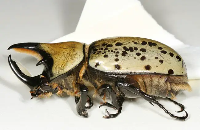 hercules beetle fighting