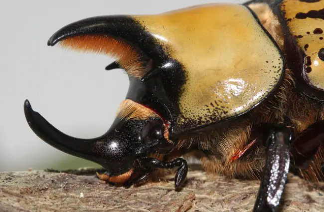 eastern hercules beetle wings