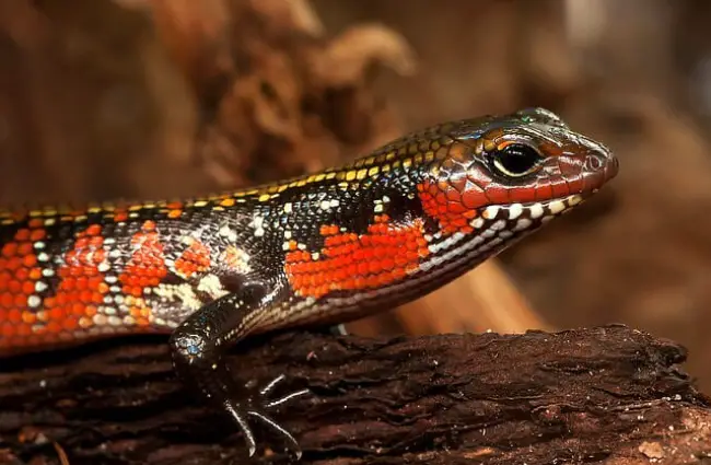 Lizard - Description, Habitat, Image, Diet, and Interesting Facts