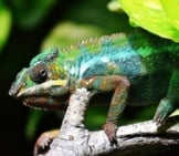 Lizard 4_Chameleon