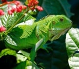 Lizard 5_Green Iguana