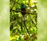 Quetzal 1_License New World Trips