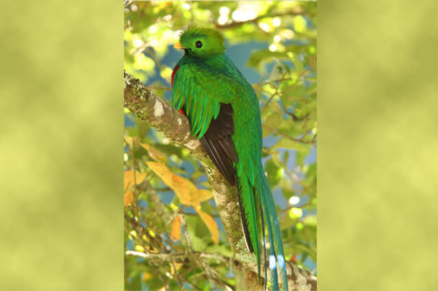 Quetzal Description Habitat Image Diet And Interesting Facts 