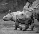 Rhinoceros 1_Mother And Baby