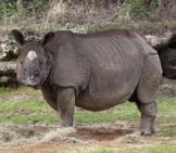 Rhinoceros 3_Semi Closeup