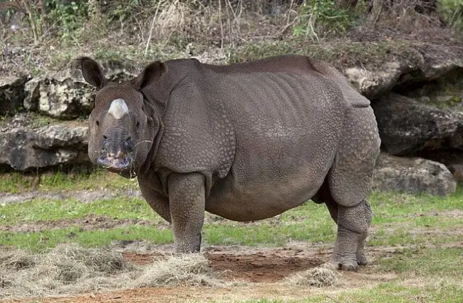 Rhinoceros - Description, Habitat, Image, Diet, and Interesting Facts