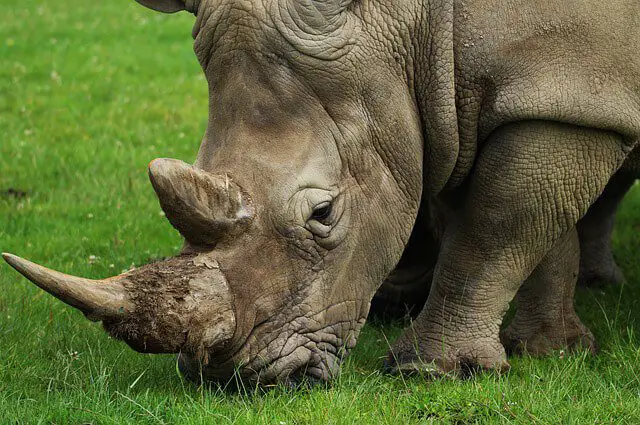 Rhinoceros - Description, Habitat, Image, Diet, and Interesting Facts