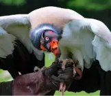 Vulture 3_King Vulture